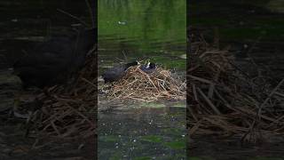 A sweet caring bird 🐦‍⬛❤️🐦‍⬛🥰 #animals #animalshorts #nature #natureshorts #birds