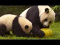 Giant Panda Habitat and Care