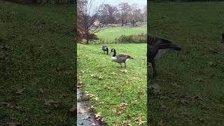 Pope Park Hartford CT Geese