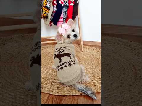 Светр для котів «Лось», бежевий, видео 1