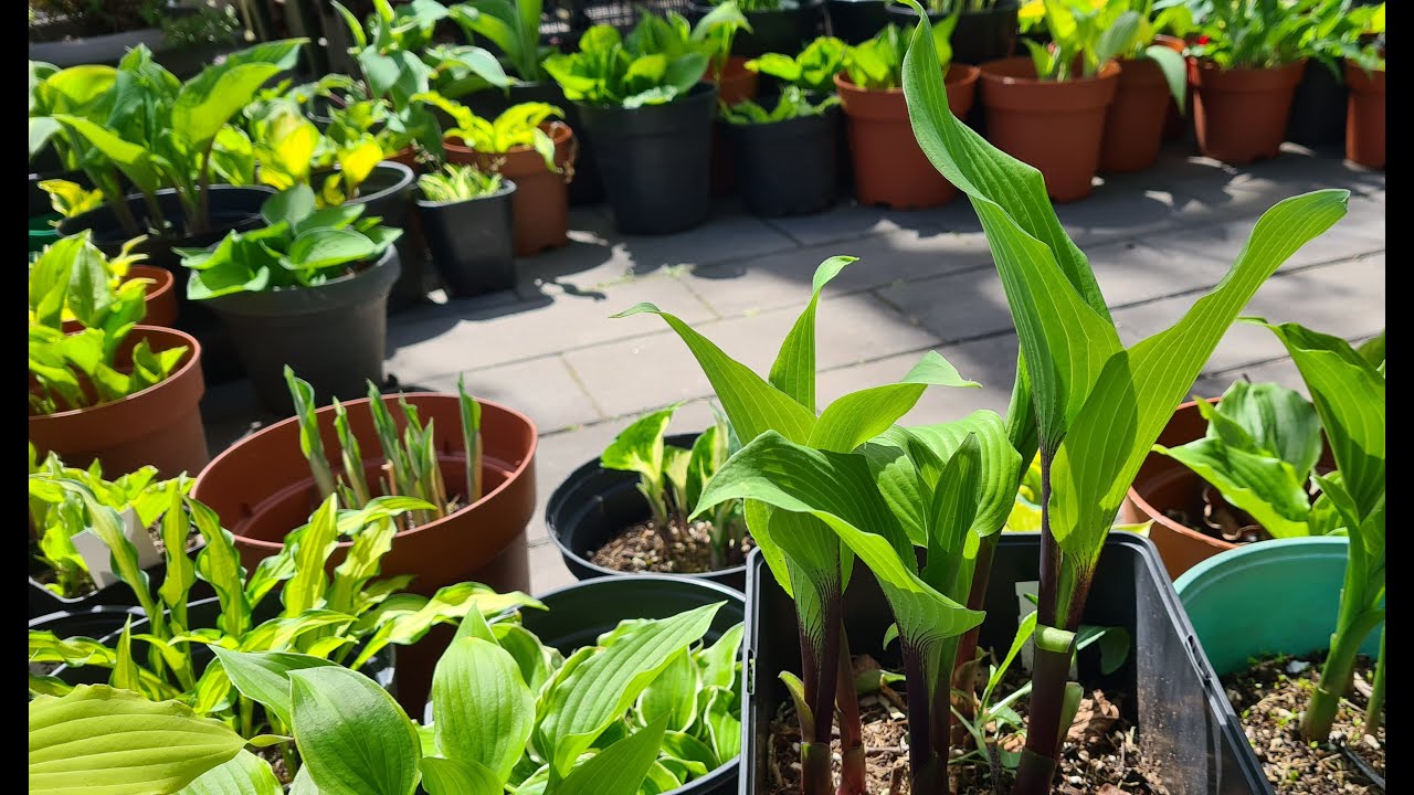 Обзор по хостам весной В каком состоянии они в конце апреля? #julia_i_sad #garden #collection #hosta