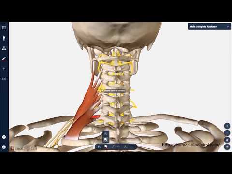 Video: Scalenus Medius Anatomie, Funktion & Diagramm - Körperkarten