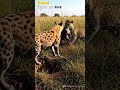 🐆😱 Leopard’s Hunt Stolen by Hyenas!  #Leopard #Hyena #Wildlife #Safari #Nature #LatestSightings