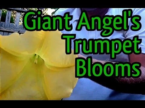 BIG & BOLD Brugmansia Tree in full BLOOM. Angel trumpet care & Culture. How to Grow Burgmansia Trees