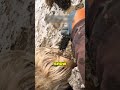anti-ice gel for hooves #shortvideo