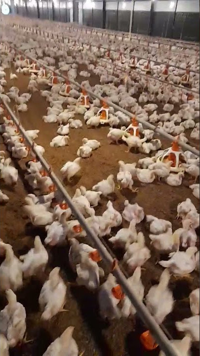 Ayam Broiler Kandang Moderen #shorts #tiktok #story #storywa #chicken #viral #trending