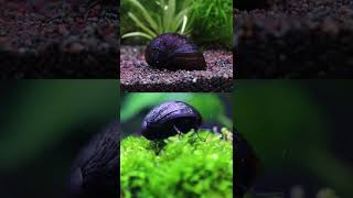 黑金剛螺也黏太緊了吧到底怎麼拔我要換缸啊How to Pull Up an AQUARIUM SNAIL #Shorts