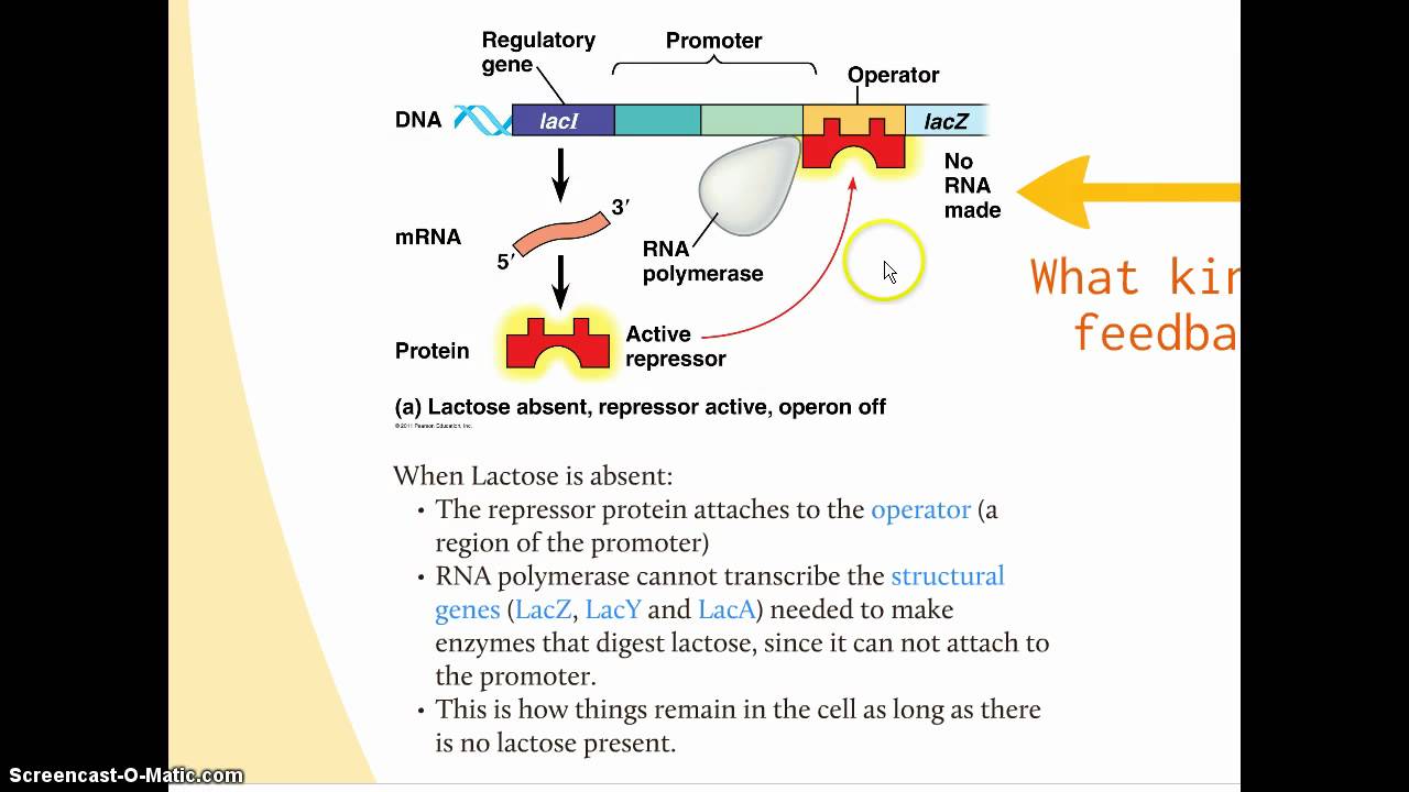 Chapter 18, Prokaryotic Control of Gene Expression  YouTube