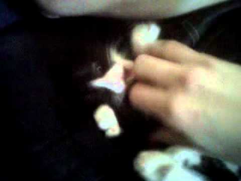 video editing software free Cat Playing