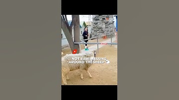 Rami messing up with the sheep 🐑 #rami #babymonster #fypシ゚viral #shorts