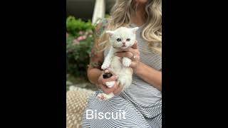 Scottish fold kittens by Wunderfolds Scottish Fold Cats 150 views 1 year ago 3 minutes, 35 seconds