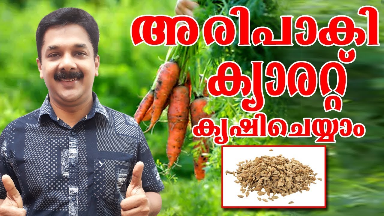 Carrot Cultivation Malayalam Deepu Ponnappan YouTube