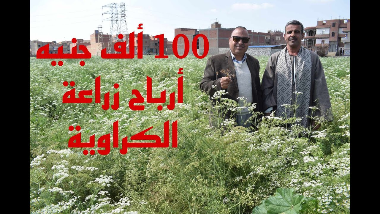 ازرع فدان الكراوية واربح 100 ألف جنيه