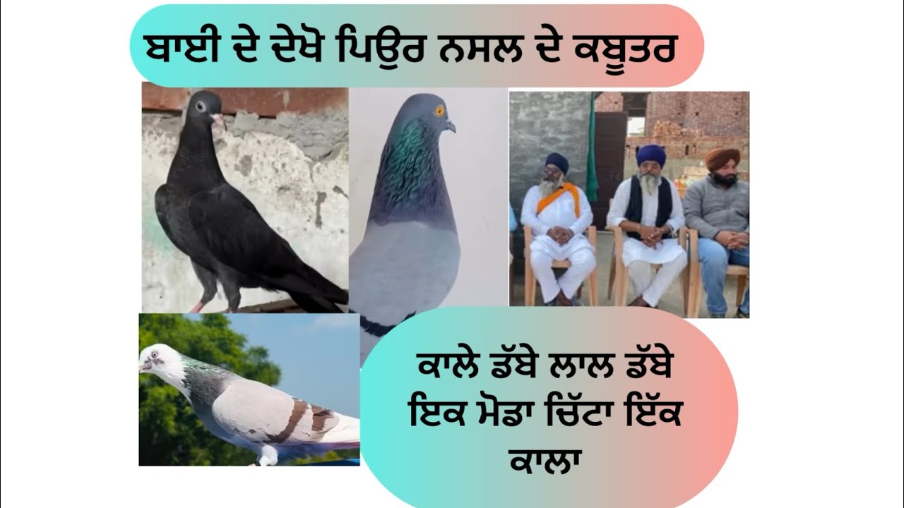 ਦੇਖੋ ਬਾਈ ਦੇ ਟੋਪ ਦੇ ਕਬੂਤਰ ਜਿਹੜੇ ਛੋਟੇ ਪਿੰਡਾਂ ਤੋਂ ਵੀਨੀ ਜਾਂਦੇ 20 ਘਰਾਂ ਤੇ ਖੜ ਪਾਉਂਦੇ ਨੇ ਘੰਟੀਆਂ ਦਿਆ ਵਿੱਥਾਂ 