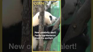 New celebrity alert! Panda cub Manlanzai steals the spotlight #coolchina