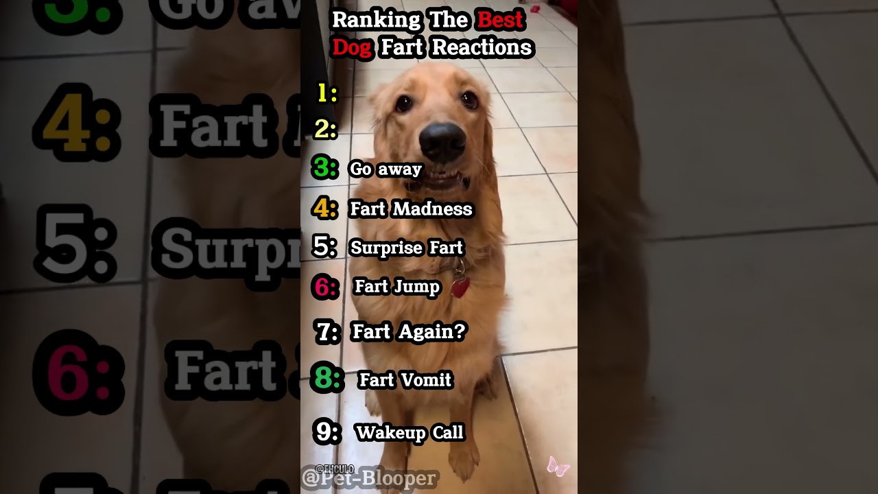 Ranking the Funniest Dog Fart Reactions pt2