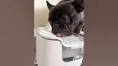 Post by Bruno the French Bulldog
