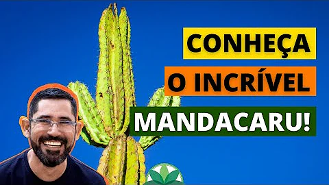 Porque o caule do mandacaru e dessa forma?