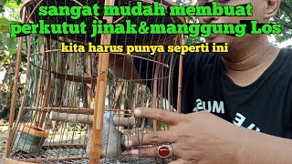 Sangat Mudah Bikin Perkutut Lokal manggung\u0026jinak!!! cukup punya satu begini