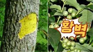 【황벽나무】 → 숲에서 쉽게보기 힘든 수종, ″황벽나무″는 어떤 나무일까요?!!