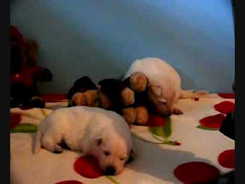 Welpen Weier Schweizer Schferhund- Puppies White S...