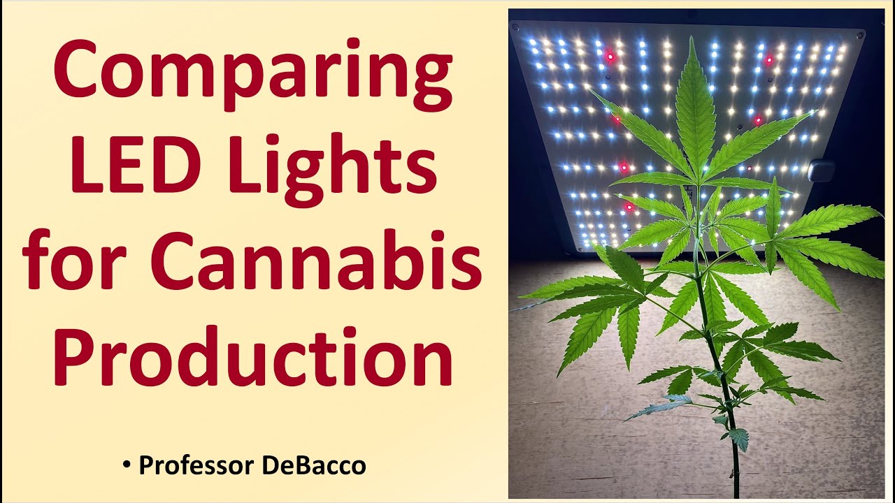 Сравнение светодиодных ламп для производства каннабиса