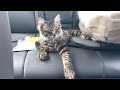 ３ヶ月一緒に過ごした子猫と急遽離れて暮らすことになりました。