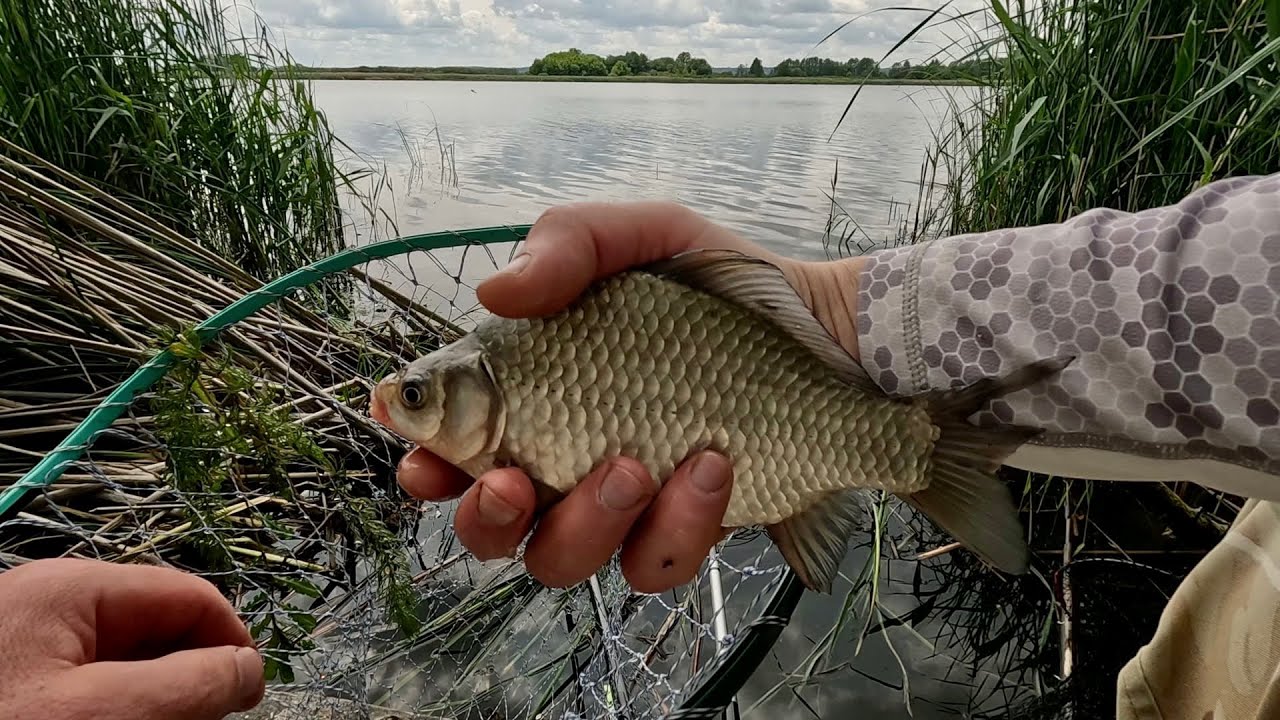 Тісто яке ловить усю рибу. Herabuna / ХЕРАБУНА
