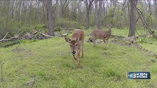 Hunters weigh in on KDWP trail camera ban