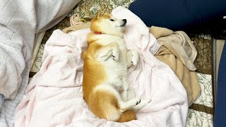 カブトムシ採りの要領で柴犬採ってみた