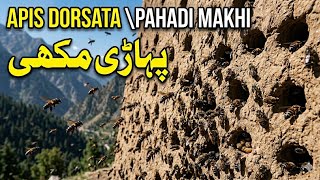 Why does Apis Dorsata live in Mud Structures | Pahadi Makhi Mati Ki Dewaron Main Ghar Kyun Bnati Hai