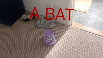 Cat brung bat in 