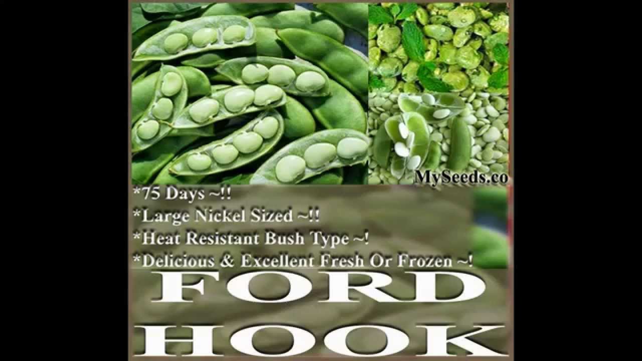 Fordhook 242 Bush Lima Bean Seeds,  Seeds On  Www.Myseeds.Co