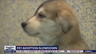 Pet adoptions have slowed | FOX 13 Seattle