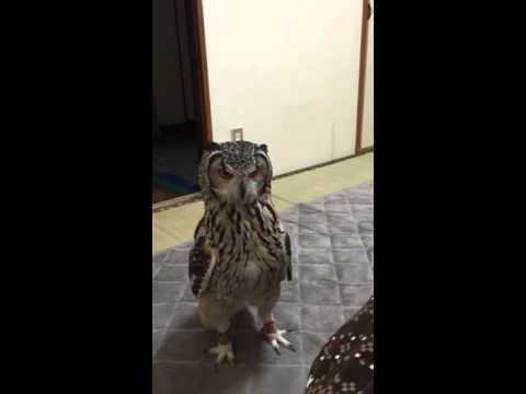 owl-chasing-toys