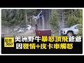 國際動物與自然意外事件引發關注