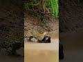 Jaguar’s Brutal Jungle Ambush – Primate Didn’t See It Coming #depredadores #wildlife #vidasalvaje