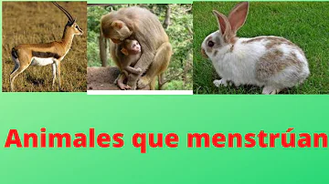 ¿Qué animales menstrúan como los humanos?