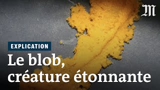 Pourquoi Le Blob Fascine Les Scientifiques