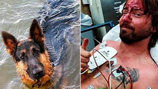 Hund schwimmt 11 Stunden lang, um dabei zu helfen, den Besitzer zu retten