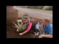 Planting Up A Waterwise Pavement Garden