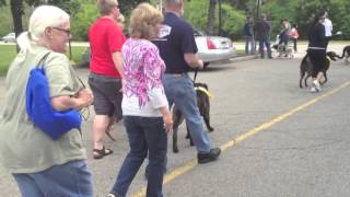 Mutt Strut 2012 Mutt Strut 2012