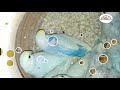 My rainbow buggies family  birds gallery with madi