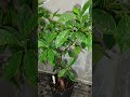 Day 21: Overview of Ficus Bonsai Retusa Goes Viral! #chill #plantcare #ficusbonsairetusa