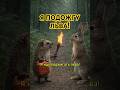 ЁЖИК ПРОТИВ ЛЬВА - #нейросеть #ai #юмор #мем #funny #смешныеживотные #hailuoai #hailuo02 #minimax