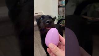 Play Time with Egg #archie #egg #hedorah #godzilla #smogmonster