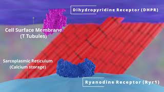 Molecular Model of Muscle Contraction, Dantrolene, Malignant Hyperthermia