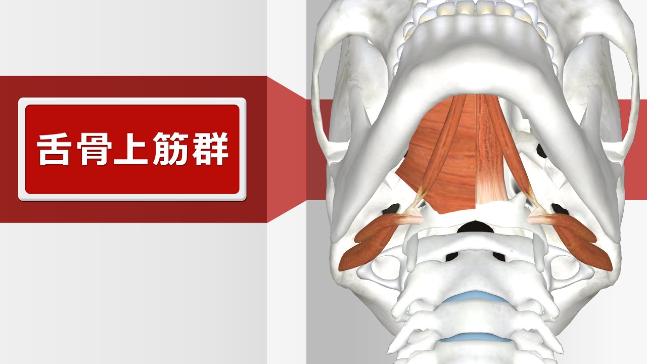舌骨上筋群作用, 舌骨上筋群 舌骨下筋群 わかりやすい説明 – WIUX