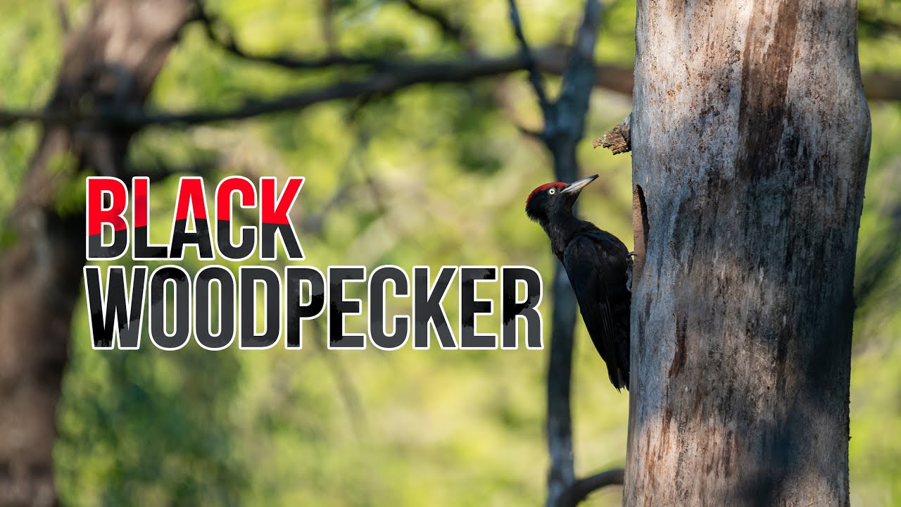 BLACK WOODPECKER || Wildlife Photography, Field Craft,  Nikon Z6, Capercaillie