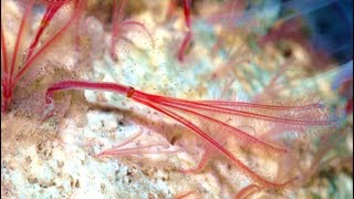 Scientists Make A Chilling Discovery At The Bottom Of An Australian Sea